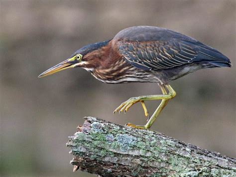 10 Egrets and Herons Found in North America | Birds and Blooms