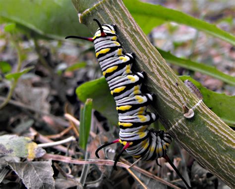 Queen Butterfly Caterpillar | Project Noah