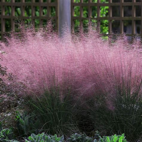 Pink Muhly Grasses for Sale | FastGrowingTrees.com