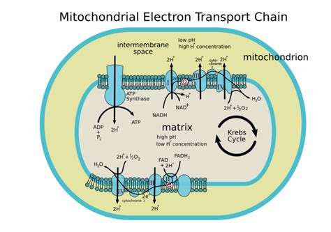 Difference Between Electron Transport Chain in Mitochondria and ...