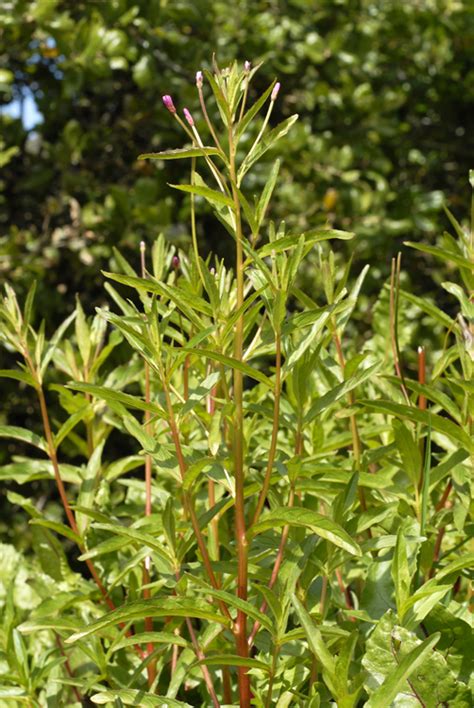 CalPhotos: Epilobium ciliatum; Fringed Willowherb