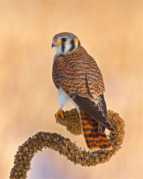 American Kestrel | Audubon Field Guide