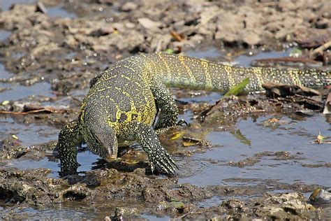 What Animals Live In The Nile River? - WorldAtlas