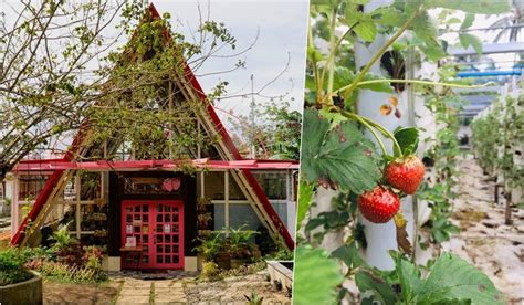 This Insta-Perfect Strawberry Farm In The South Is A Must-Visit - KKday ...