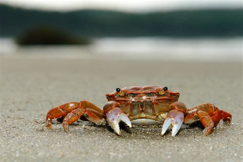 A Crab's Habitat | This little orange crab was just chillin'… | Flickr