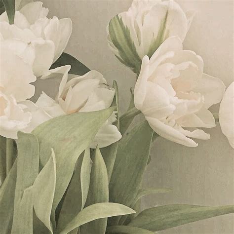 three white flowers with green leaves in a vase