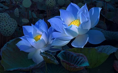 Hd Wallpapers Of Lotus