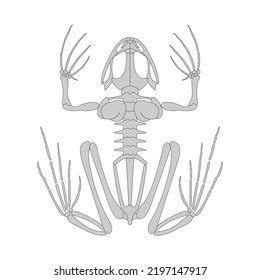 Frog Skeletal System Vector Illustration Stock Vector (Royalty Free ...