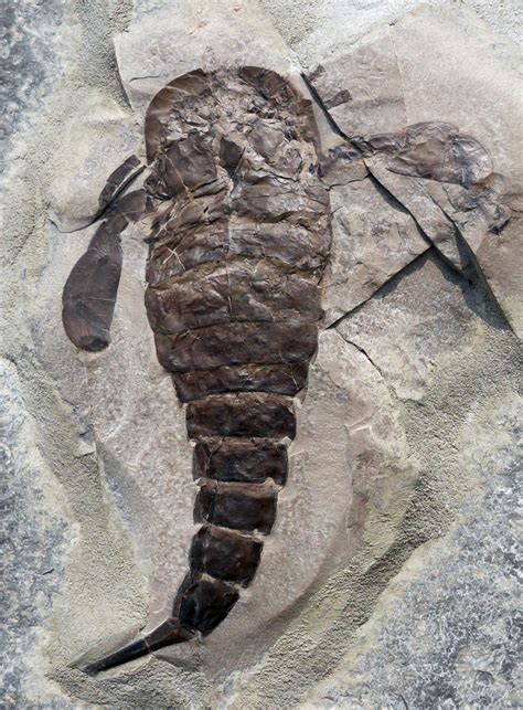 Sea Scorpion (Eurypterus lactustris) - Members Gallery - The Fossil Forum