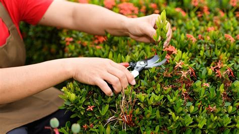 Ixora plant - Santhi Online Plants Nursery