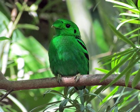 Green Broadbill - Facts, Diet, Habitat & Pictures on Animalia.bio