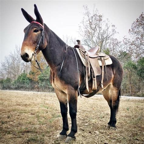 Draft Mare — Draft mule. I can’t get over how big his head is ...