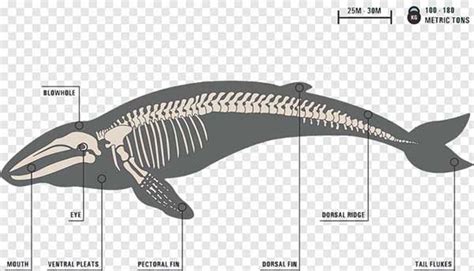 Latest Addition to Classroom - Blue Whale Skeleton | My Dinosaurs