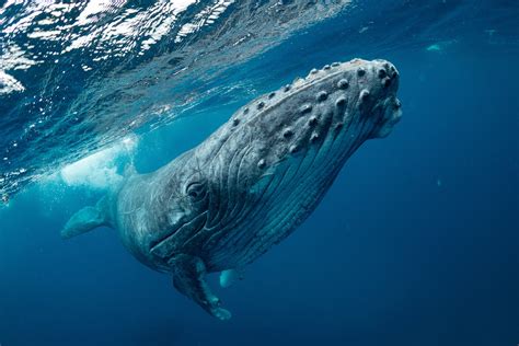 How Many Whales Have Died In 2024 - Noni Thekla