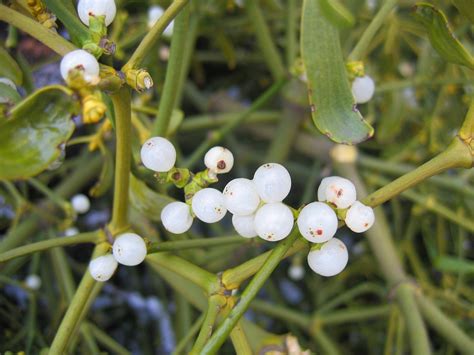 Viscum_album_berries - Plant Pests