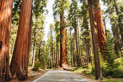 Sequoia National Park | Flushmate