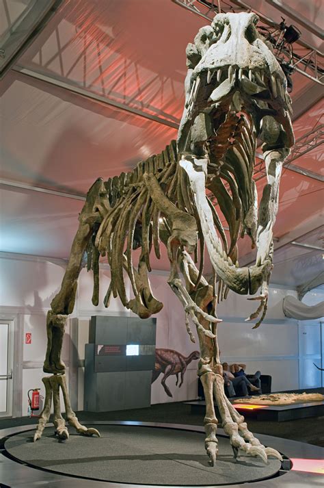 Giganotosaurus_carolinii_DSC_2945.jpg (2848×4288) - Réplique ...