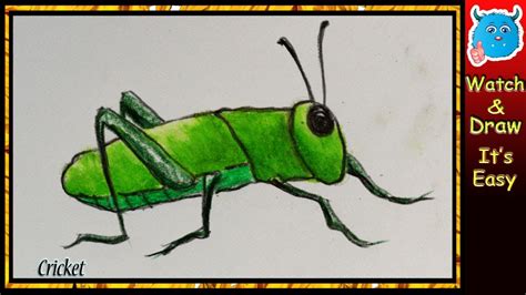 Cricket Bug Cartoon / How To Draw A Cricket For Kids Step By Step ...