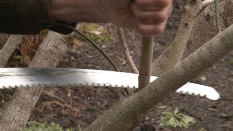 Pruning a Water Sprout – This Week in the Garden - YouTube