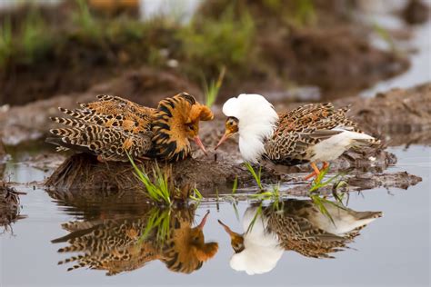 Ruff | Audubon Field Guide