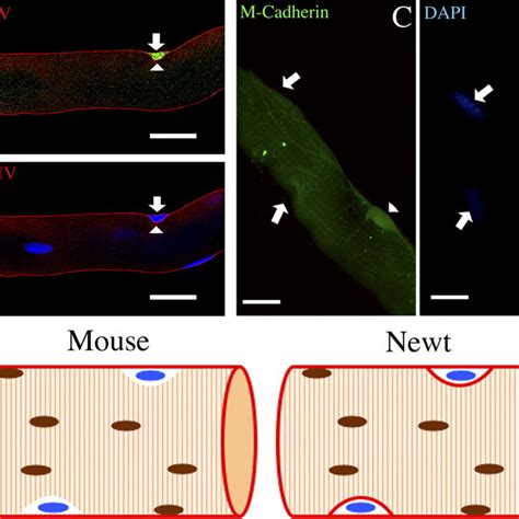 Satellite cells can be copurified with isolated single skeletal muscle ...