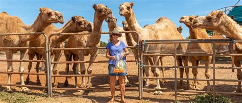 Broome Camel Safaris | Sunset Camel Rides Cable Beach