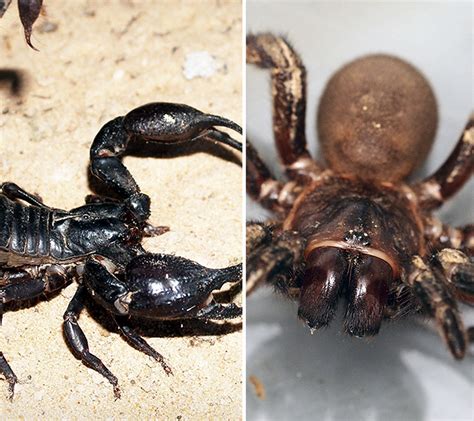 Scorpion or tarantula: which would win in a fight? - Institute for ...