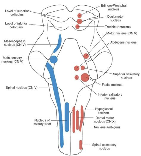 Longitudinal view of the brainstem depicting the position and ...