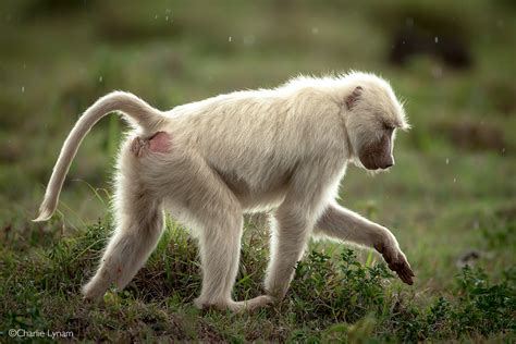 Chacma Baboon - Africa Geographic