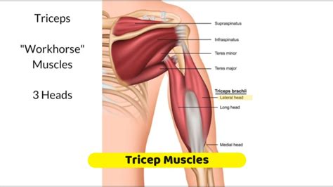 Tricep Muscles - Trigger Point Anatomy - YouTube