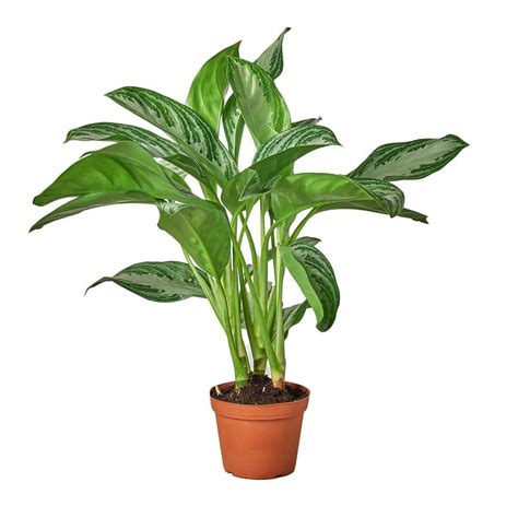 Silver Bay Chinese Evergreen Aglaonema Plant in 6 in. Grower Pot 6_CH ...