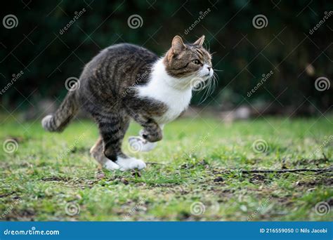 Side View of a Cat Running Outdoors Stock Photo - Image of tabby ...