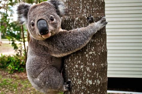 7 Interesting Facts About Koalas, Including How They Better the Planet ...