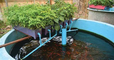 Aquaponic Pond - aristocratmoms