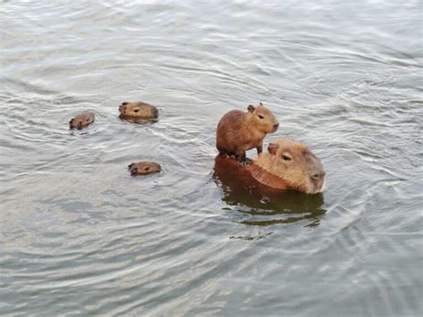 Capybara Size: How Much Do Capybaras Weigh? - A-Z Animals