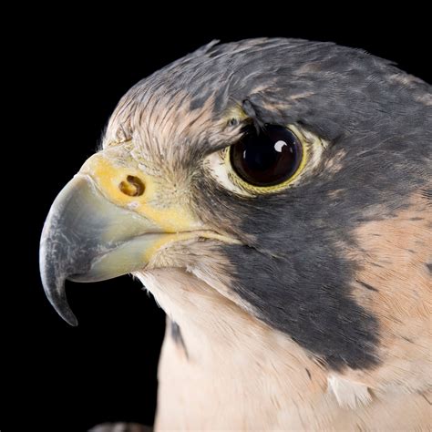 Peregrine Falcon Beak