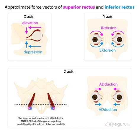 Extraocular movements explained - EyeGuru