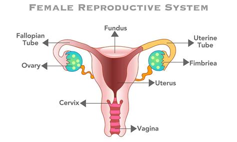 What is the Fundus in Pregnancy?