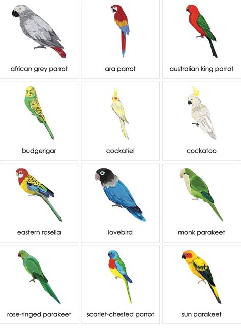 Birds Parrots | AMI Digital