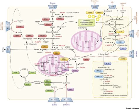 Lipid Metabolism at the Nexus of Diet and Tumor Microenvironment ...