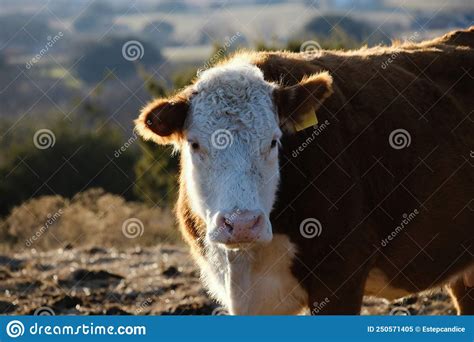 Hereford Cow Portrait on Texas Beef Ranch Stock Image - Image of ...