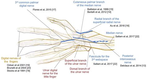 Median Nerve Branches