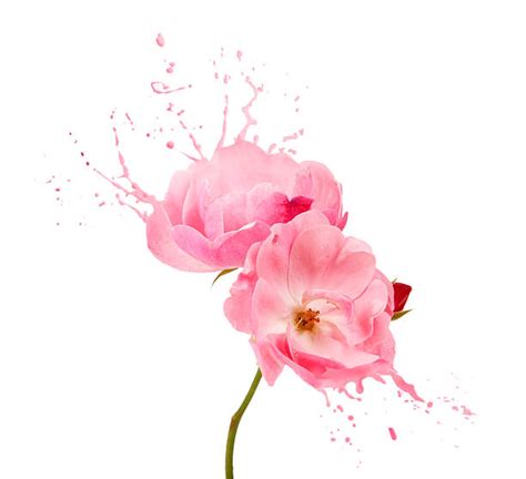 95,100+ Flower Splash Stock Photos, Pictures & Royalty-Free Images - iStock