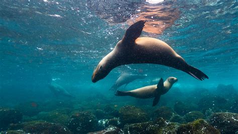 Free guide to diving in the Galapagos Islands | ZuBlu