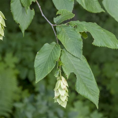 American Hornbeam Tree – Green Thumbs Garden