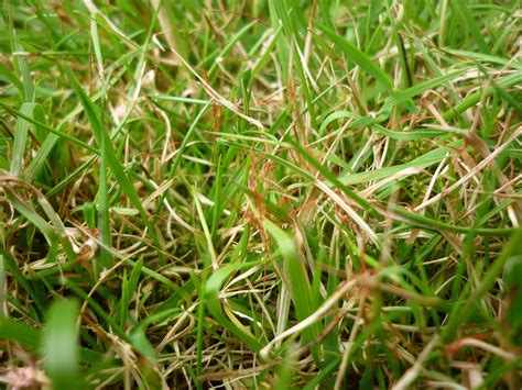 Learn How to Identify and Treat Red Thread on Your Lawn | Lawn care diy ...