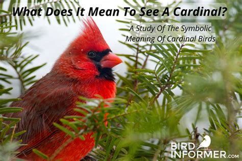 Red cardinal meaning - Bird Informer