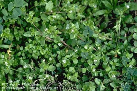 Common Lawn Weeds Chickweed