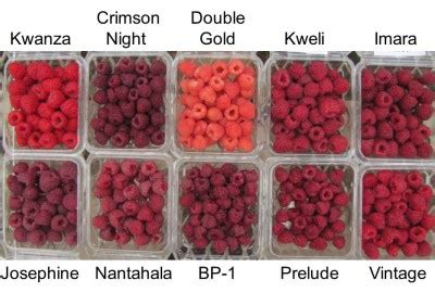 Raspberry Varieties Comparison - Raspberry