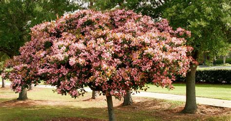 indian hawthorn tree pruning - Stoical Blogging Stills Gallery